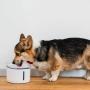 Автопоилка для животных Xiaomi Smart Pet Fountain Petoneer Fresco Mini Plus (WF004) Белый Автопоилка для животных Xiaomi Smart Pet Fountain Petoneer Fresco Mini Plus (WF004) Белый